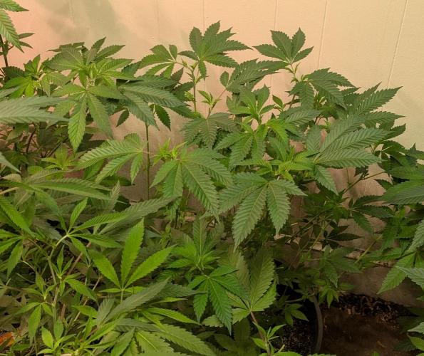 Forbidden Fruit. Week 17