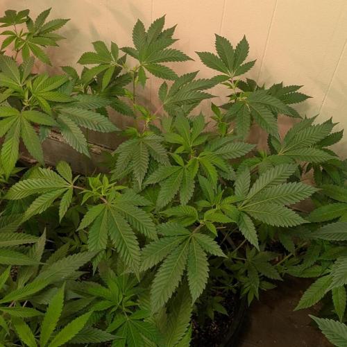 Forbidden Fruit. Week 17