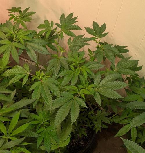 Forbidden Fruit. Week 17