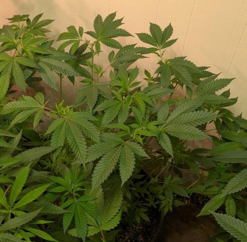 Forbidden Fruit. Week 17
