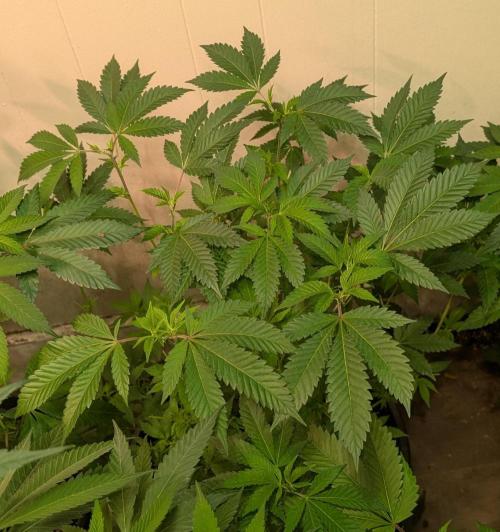 Forbidden Fruit. Week 17