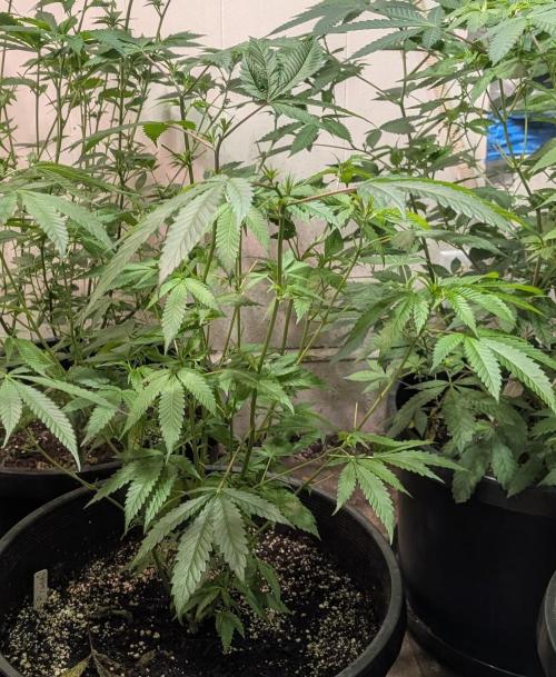 Pellezino Cookies. Week 17