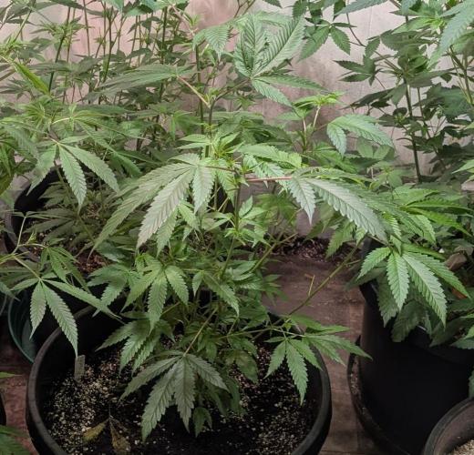 Pellezino Cookies. Week 17