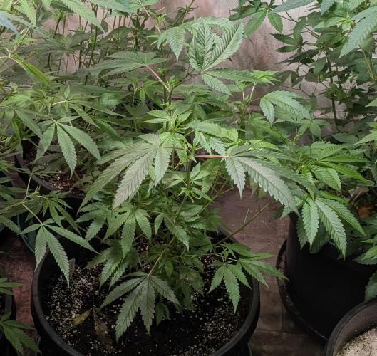 Pellezino Cookies. Week 17