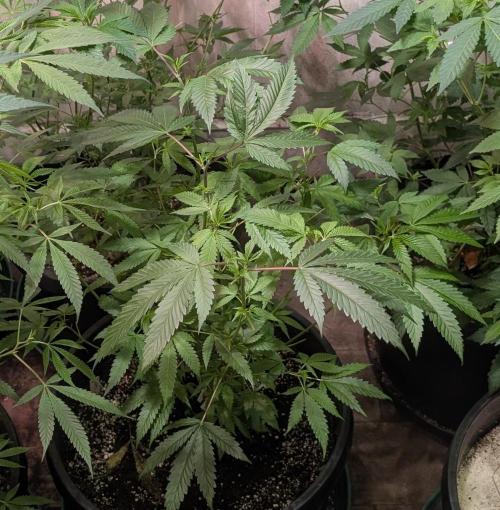 Pellezino Cookies. Week 17