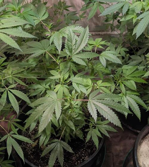 Pellezino Cookies. Week 17