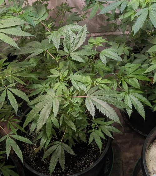 Pellezino Cookies. Week 17