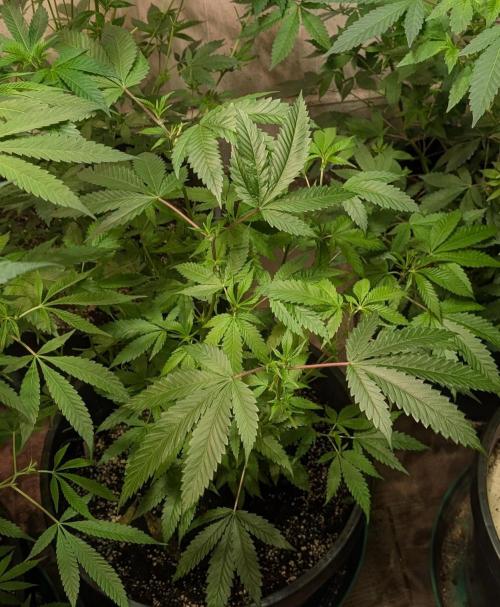 Pellezino Cookies. Week 17