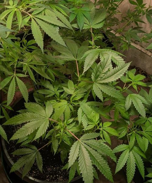 Pellezino Cookies. Week 17