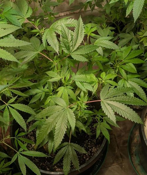Pellezino Cookies. Week 17
