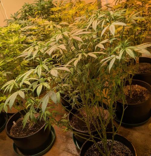 Super Boof. Week 17
