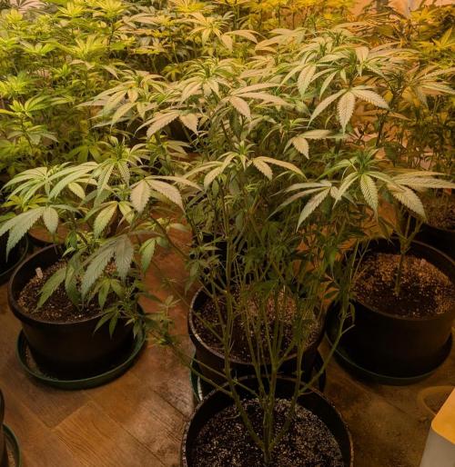 Super Boof. Week 17