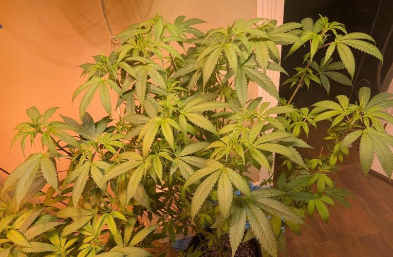 Super Boof. Week 17