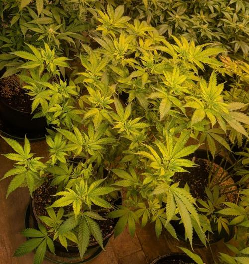 Fruity Pebbles. Week 17