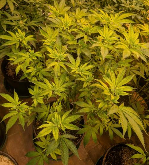 Fruity Pebbles. Week 17