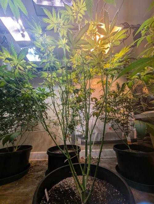 Pink Gelato. Week 17