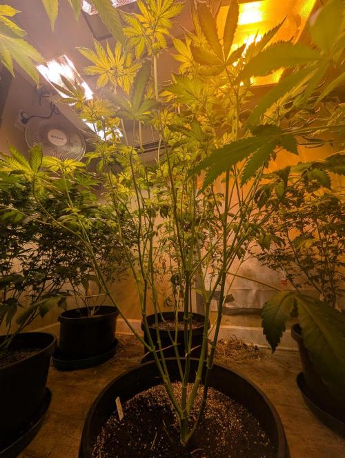 Pink Gelato. Week 17