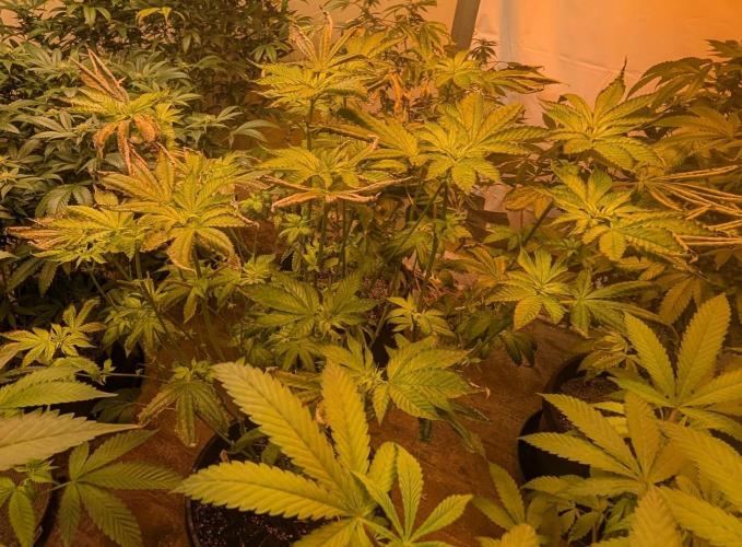 Pink Gelato. Week 17