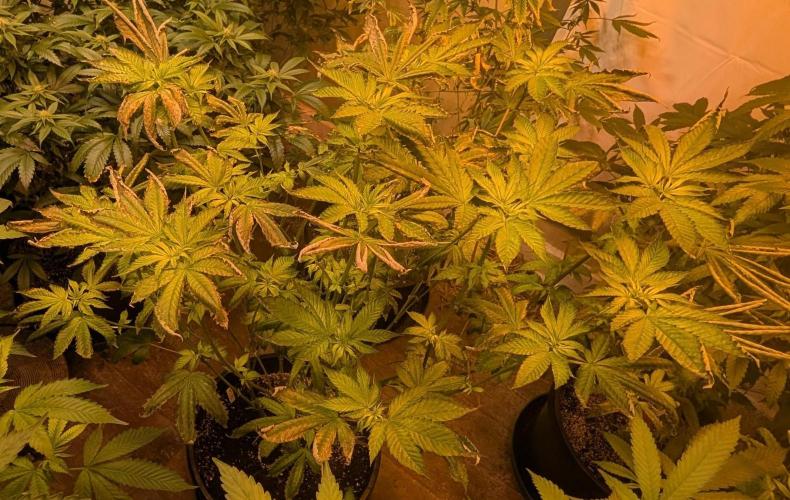 Pink Gelato. Week 17