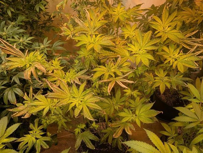 Pink Gelato. Week 17