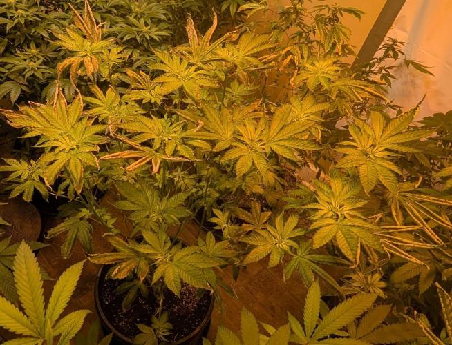 Pink Gelato. Week 17