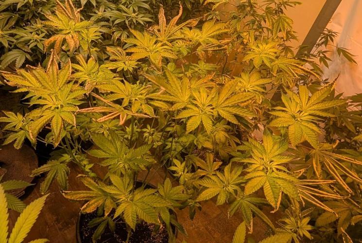 Pink Gelato. Week 17