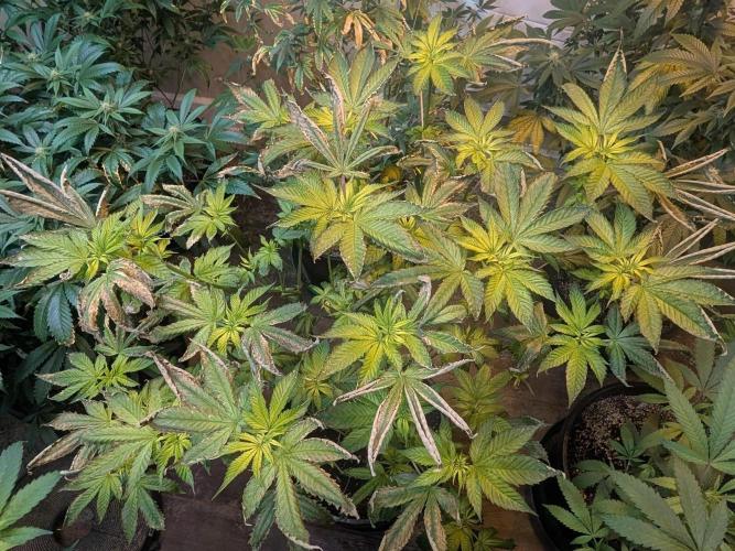 Pink Gelato. Week 17