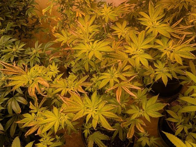 Pink Gelato. Week 17