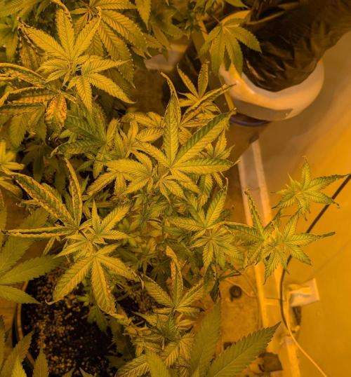 Zoap Rose. Week 17