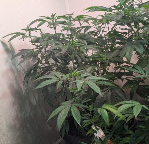 Pellezino Cookies. Week 18