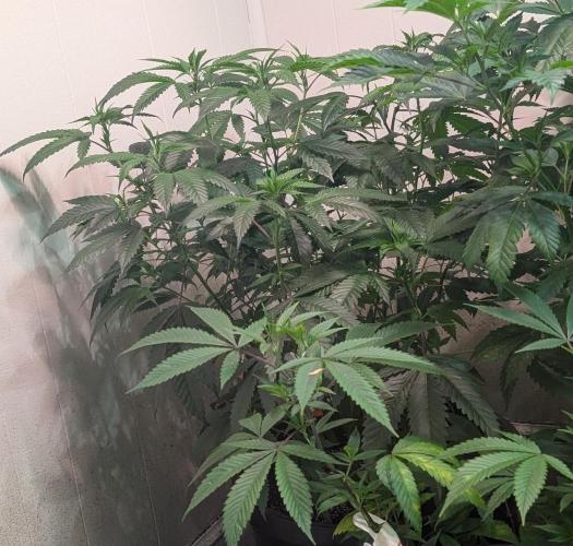 Pellezino Cookies. Week 18