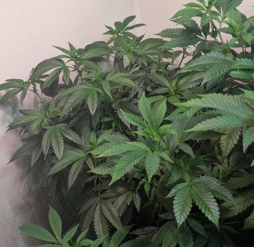 Pellezino Cookies. Week 18