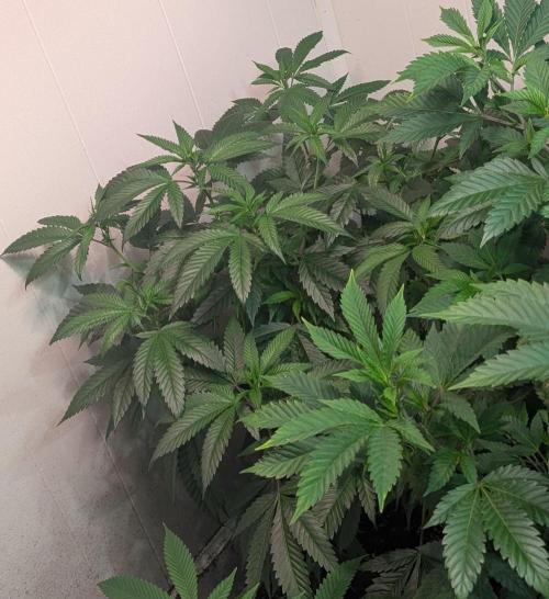 Pellezino Cookies. Week 18