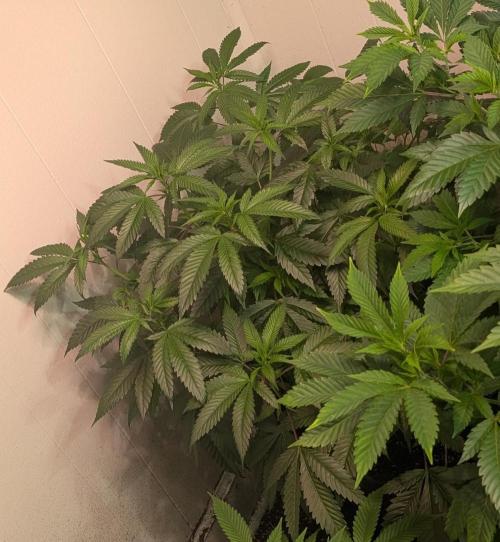 Pellezino Cookies. Week 18