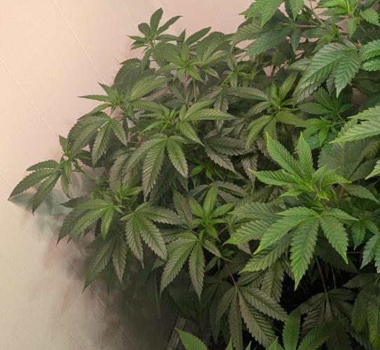 Pellezino Cookies. Week 18