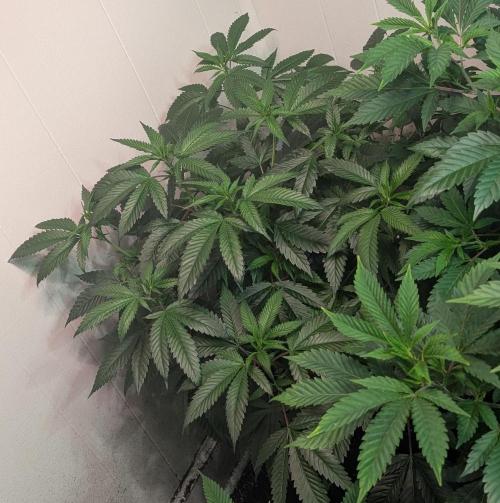 Pellezino Cookies. Week 18