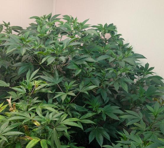 Forbidden Fruit. Week 18