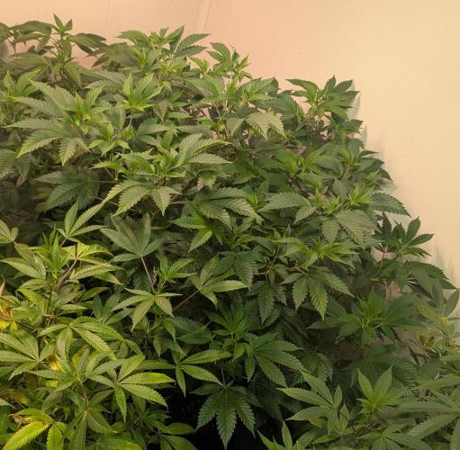 Forbidden Fruit. Week 18