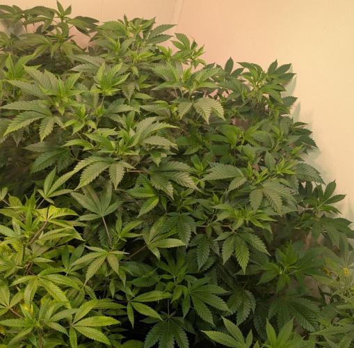 Forbidden Fruit. Week 18