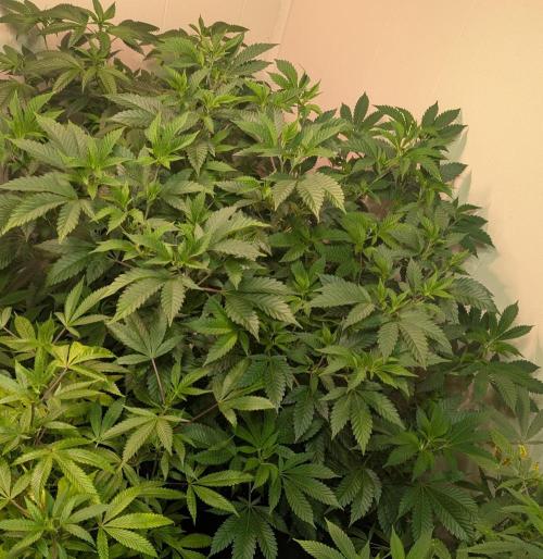 Forbidden Fruit. Week 18