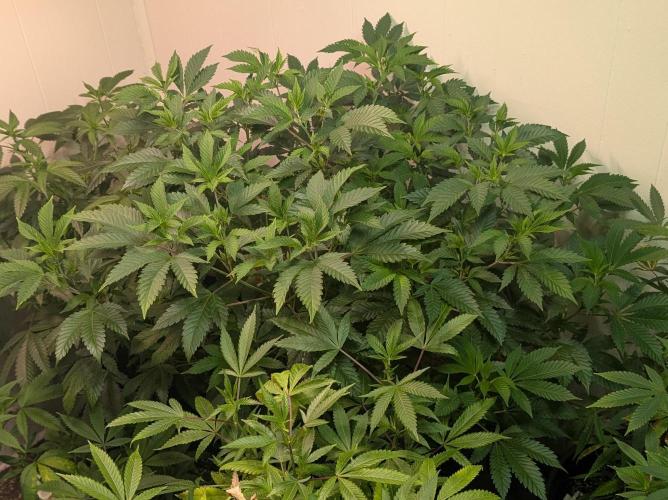 Forbidden Fruit. Week 18