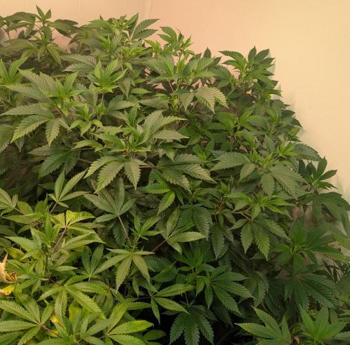 Forbidden Fruit. Week 18
