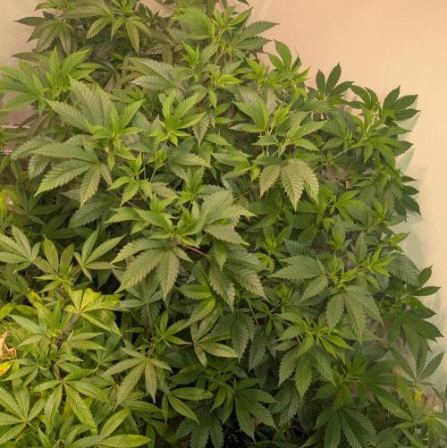 Forbidden Fruit. Week 18