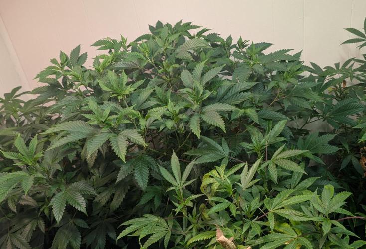Forbidden Fruit. Week 18
