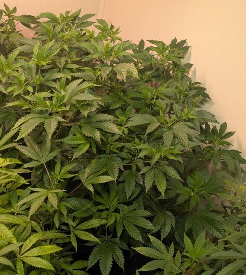 Forbidden Fruit. Week 18