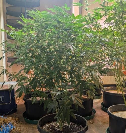 Gushers. Week 18