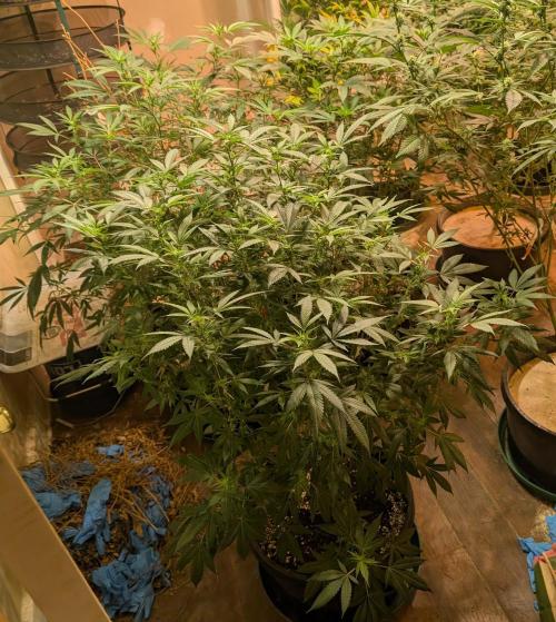 Gushers. Week 18