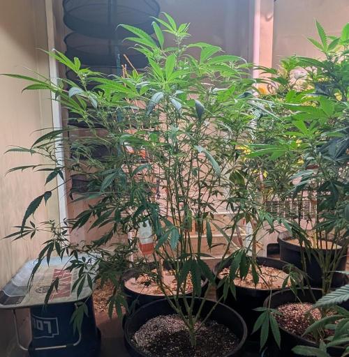 Sunset Sherbet. Week 18