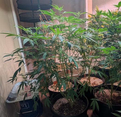 Sunset Sherbet. Week 18