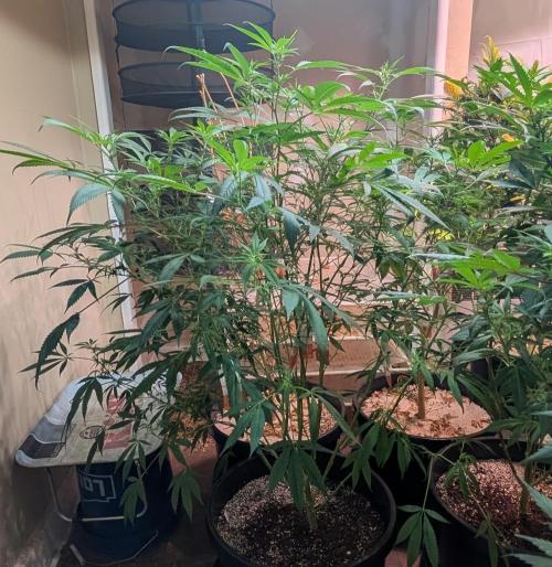 Sunset Sherbet. Week 18
